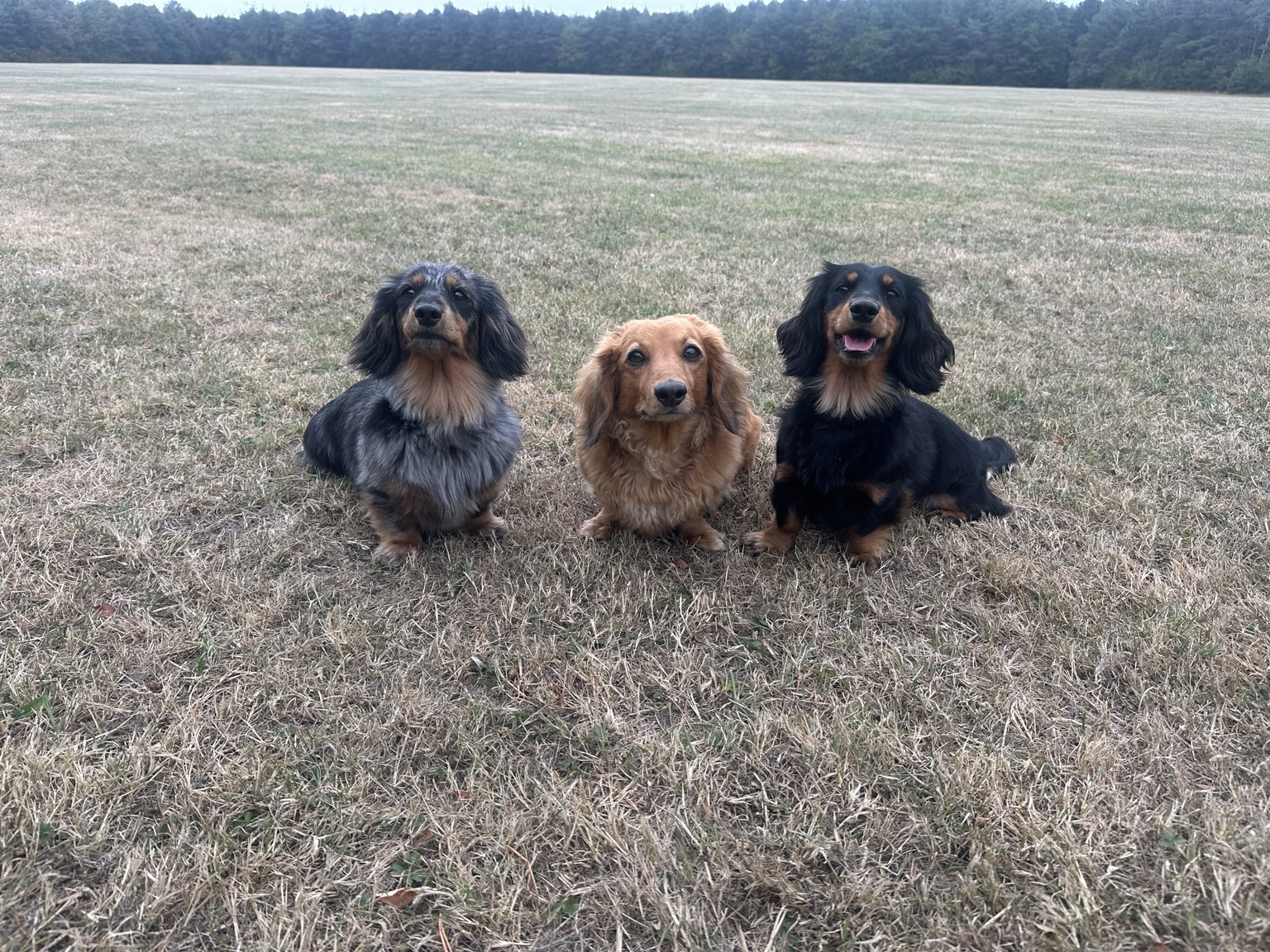 Ruby, Saffi and Emmi sitting together in the field on a Daxie Den walk