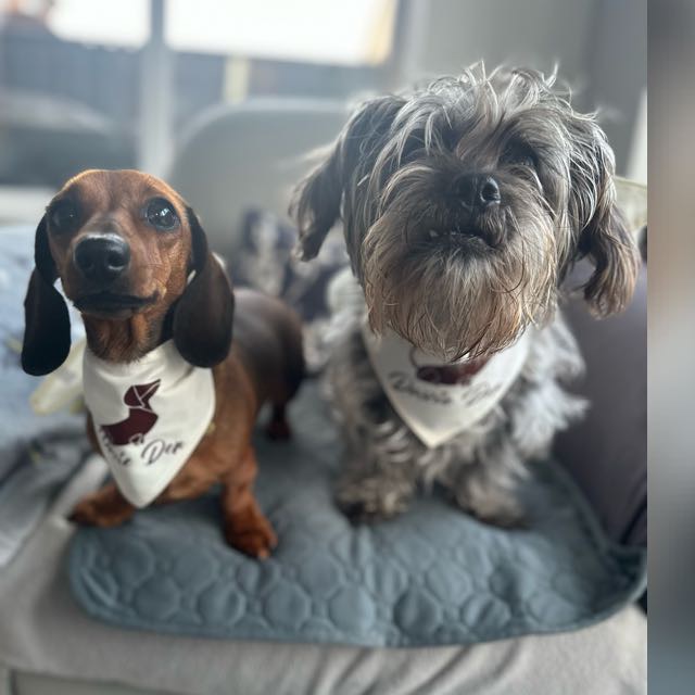 A dachshund and shaggy different-breed sibling wearing Daxie Den bandanas
