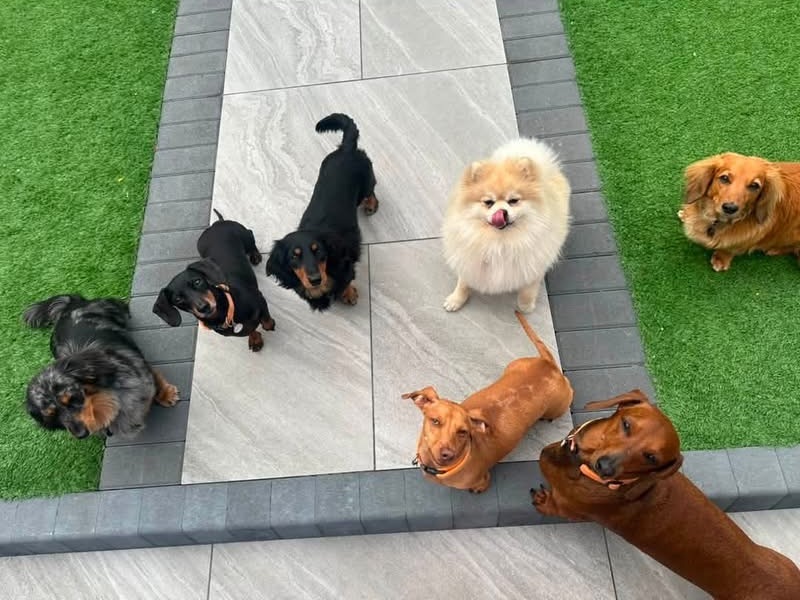 A happy mixed-breed family of dogs together in the Daxie Den garden