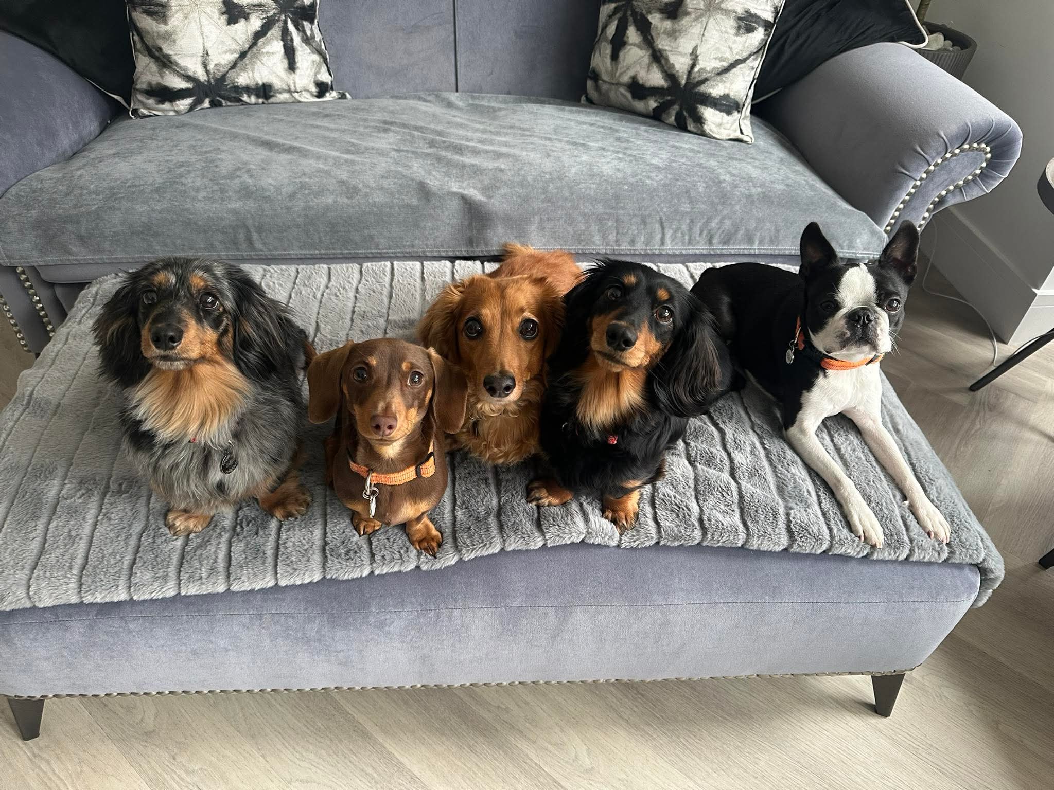 A dachshund relaxing at Daxie Den with four doggy friends of different breeds