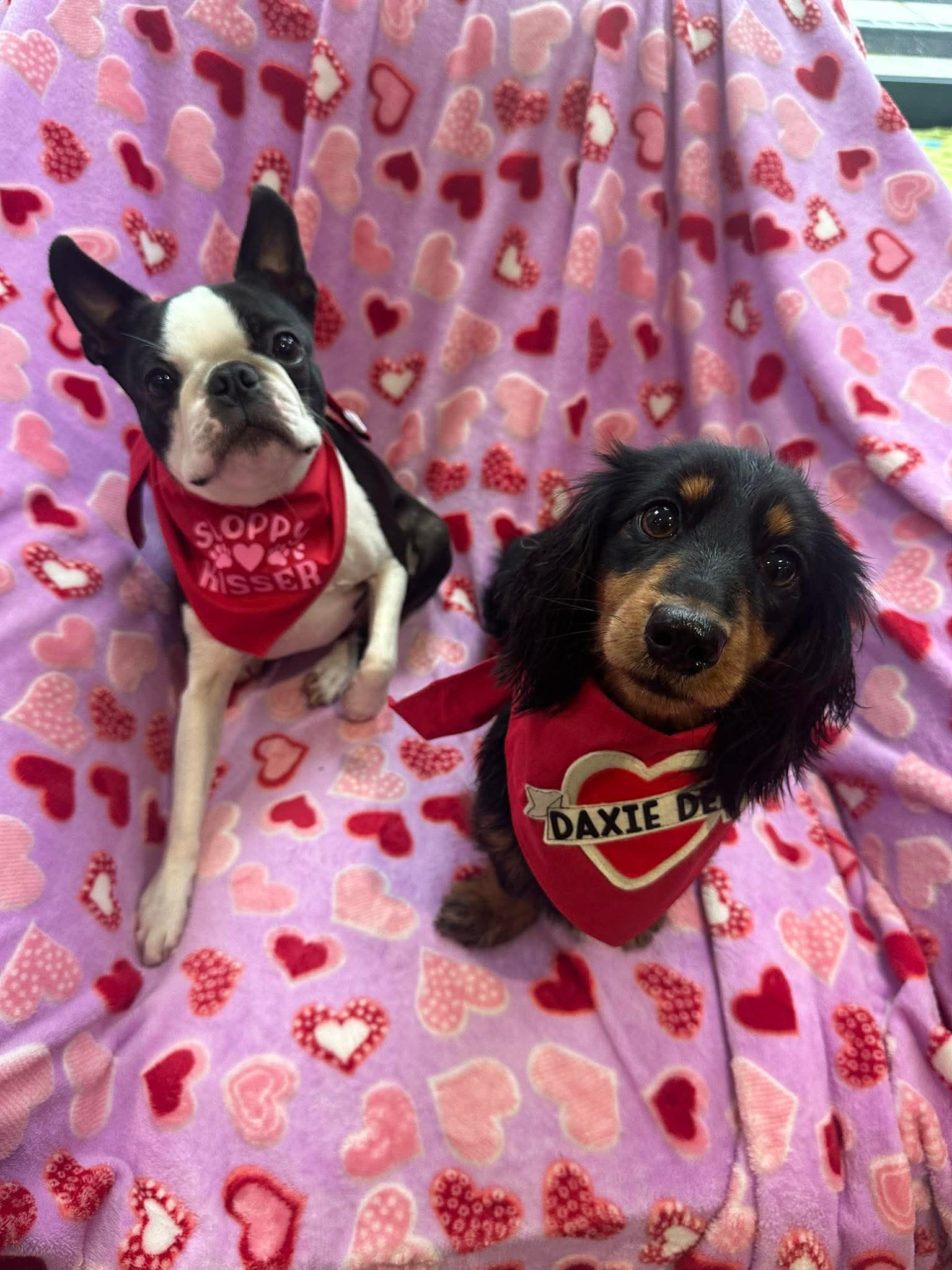 A dachshund sitting happily beside a Boston terrier sibling