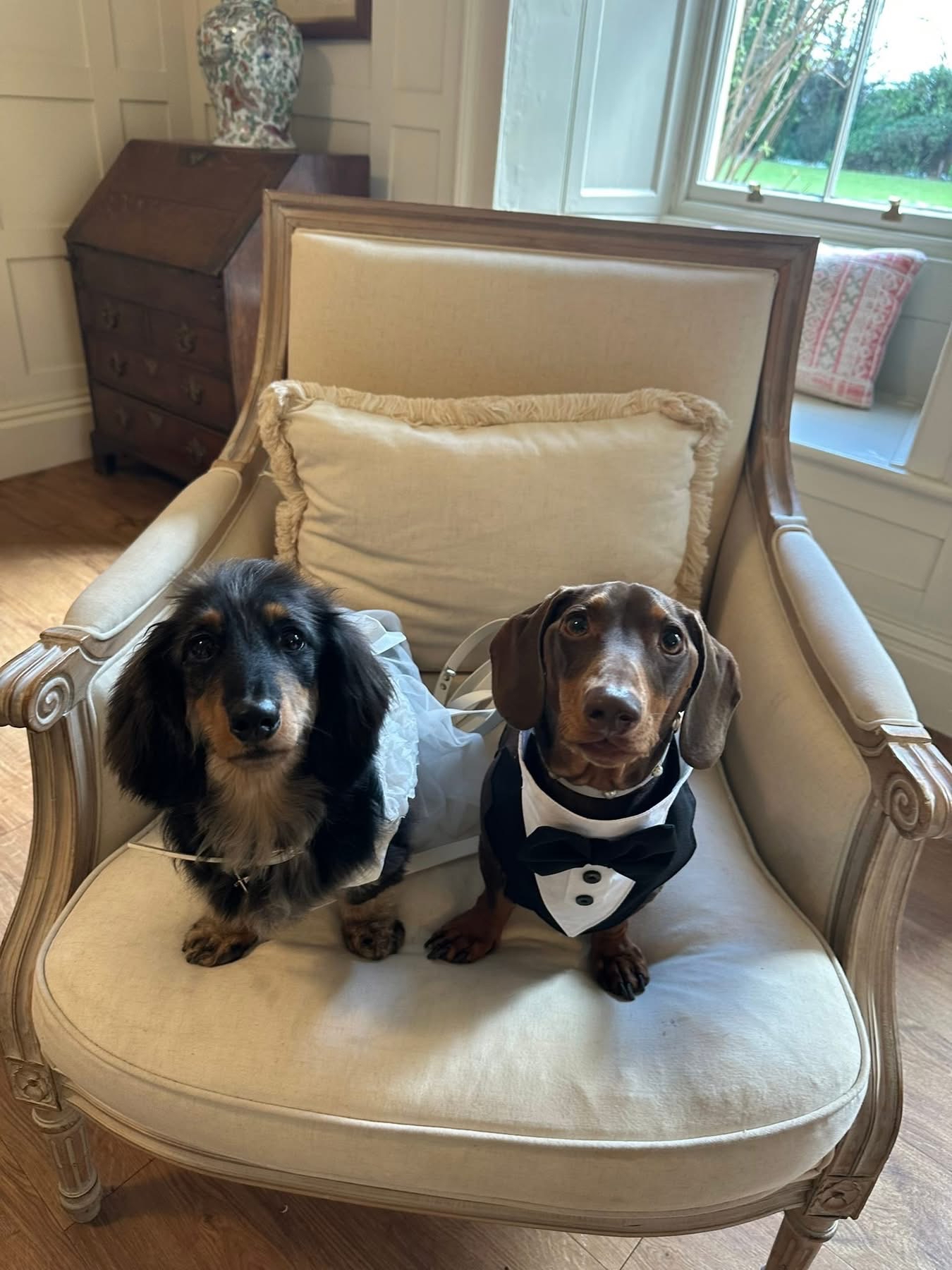 Two dachshunds dressed for a wedding