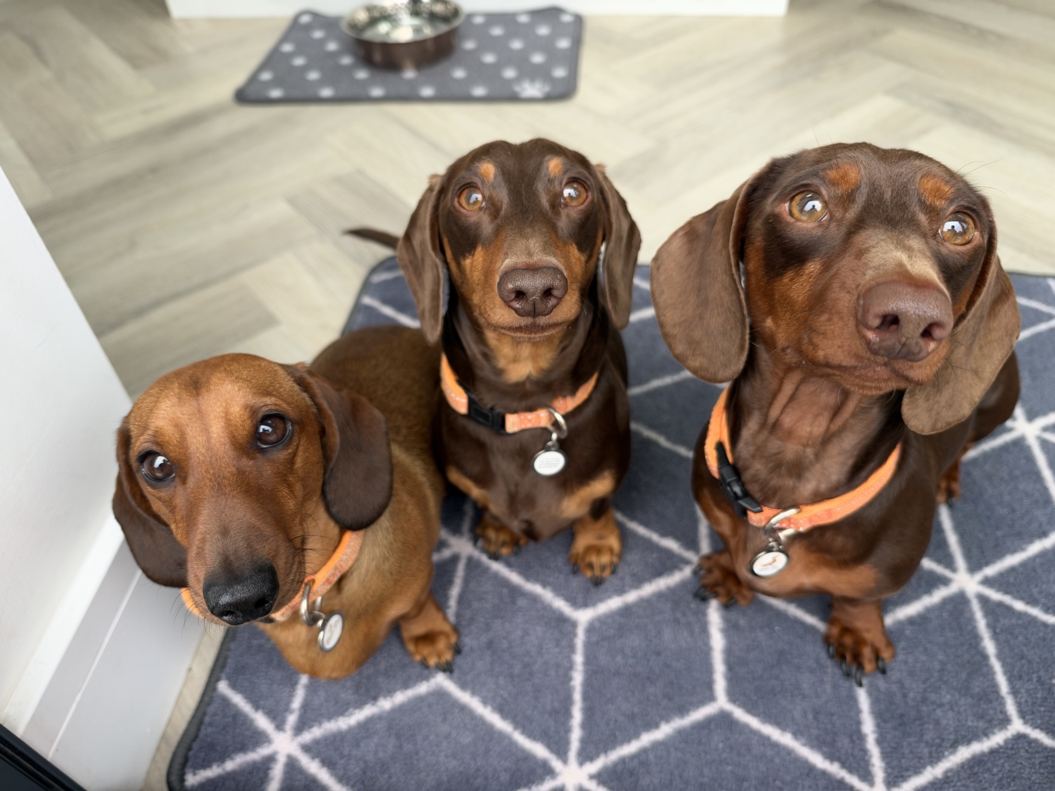 Three dachshunds together inside Daxie Den