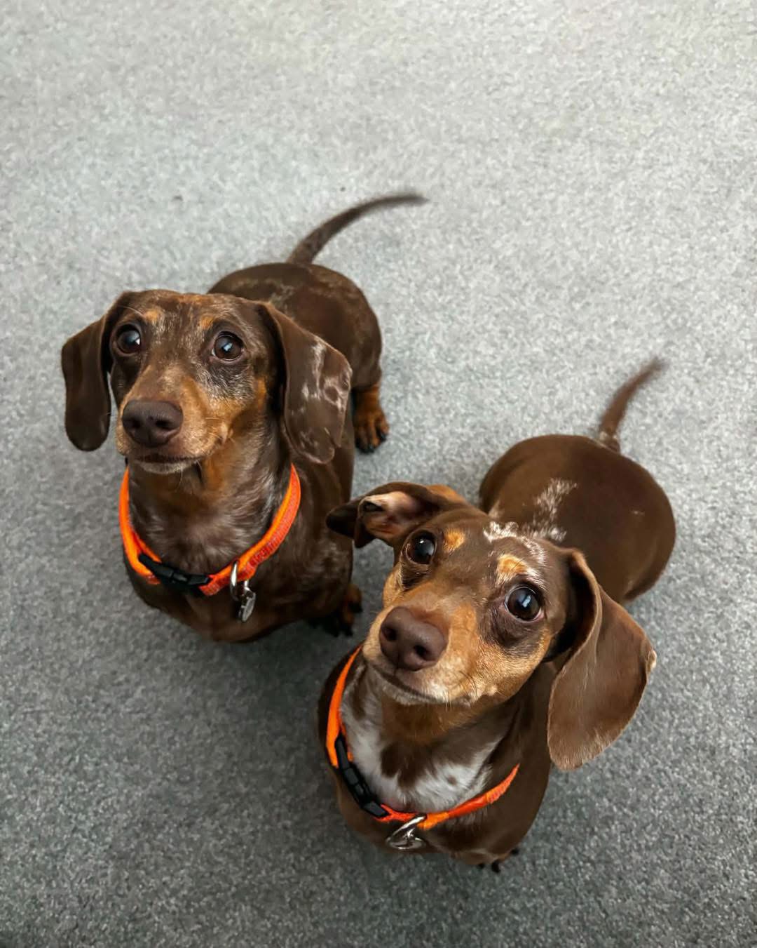 Two dachshunds looking up together
